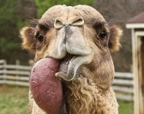 骆驼口腔内会吐出一个肉球究竟是什么原因？
